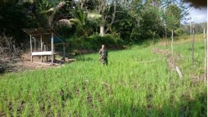 Babinsa Koramil 05/Muara Tebo Monitoring Padi Warga