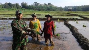 Babinsa Koramil 02/Tanah Tumbuh Tanam Padi Bersa Petani