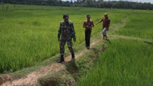 Babinsa Koramil 05/Muara Tebo, Monitoring Padi Petani