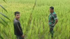 Babinsa Koramil 03/Sungai Bengkal Monitoring Padi Warga