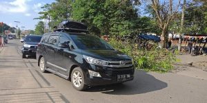 Warga Bungo Kaget, Satu Pohon di Taman Hijau Tumbang Tutupi Badan Jalan