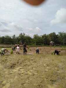 Berkubang Lumpur Babinsa 06/Muara Bungo Semangat Bantu Tanam Padi