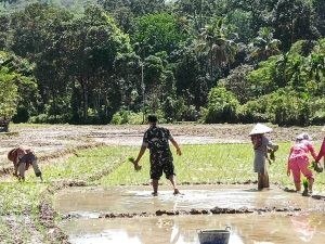 Terus Berbuat, Babinsa Koramil 01/Rantau Pandan Bantu Tanam Padi