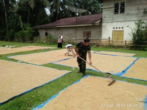 Babinsa Koramil 01/Rantau Pandan Bantu Jemur Padi