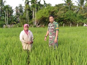 Babinsa Koramil 03/Sungai Bengkal Monitoring Padi Warga