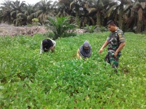 Babinsa Koramil 06/Muara Bungo Monitoring Tanaman Kedelai Warga