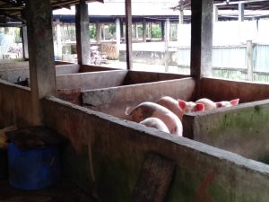 Warga Bungo Keluhkan, Kandang Babi Dekat Pemukiman
