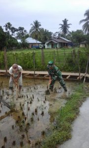 Babinsa Serda Yulierwan Bantu Cangkul Sawah Warga