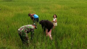 Babinsa Koramil 03/Sungai Bengkal Bantu Bersihkan Rumput Liar di Lahan Padi Petani