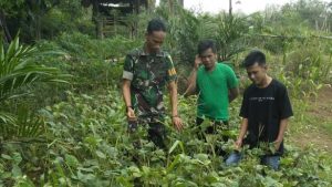 Babinsa Koramil 06/Muara Bungo, Cek Tanaman Kedelai Warga