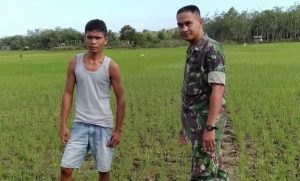 Babinbsa Koptu Saiful, Dampingi Petani Cek Tanaman Padi