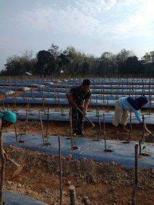 Babinsa Koramil 06/Muara Bungo, Bantu Bersihkan Gulma Pada Tanaman Cabai