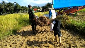 Sertu Irwantoni, Bantu Panen Padi Poktan Lelaki Jaya