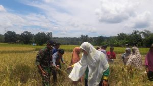 Koptu Zahrudin Panen Padi Bersama Warga