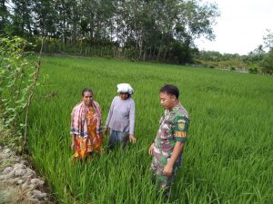 Babinsa Koramil 03/Sungai Bengkal Gencar Dampingi Petani