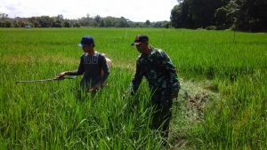 Babinsa Serka Zarkisman Bantu Menyemprot Padi Warga