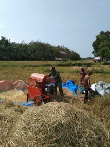 Babinsa Kopda Andri Bantu Rontokan Padi Warga