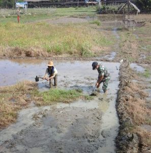 Babinsa Serda Yulierwan, Bantu Olah Sawah Warga