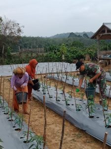 Babinsa Koramil 06/Muara Bungo, Bantu Rawat Tanaman Cabe Warga