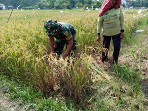 Di Bawah Terik Matahari, Babinsa Koramil 06/Muara Bungo Bantu Panen Padi