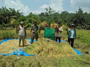 Babinsa Koramil 06/MB, Bantu Panen Padi di Dusun Cilodang