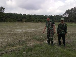 Babinsa Serda Umbar, Dampingi Petani Cek Tanaman Padi