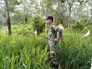 Babinsa Koramil 06/Muara Bungo, Dampingi Petani Nyemprot Tanaman Padi