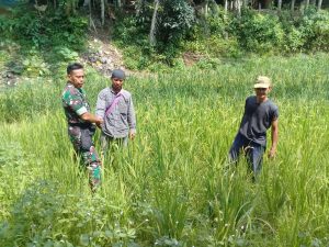 Babinsa Koramil 03/Sungai Bengkal Cek Padi Poktan Payo Pogau