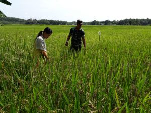 Dampingi Petani, Babinsa 01/Rantau Pandan Cek Tanaman Padi