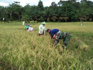 Kejar Target Panen, Babinsa Koramil 06/Muara Bungo Turun Ke Sawah