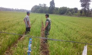 Babinsa Zarkisman, Pantau Padi Poktan Rimbo Pulai