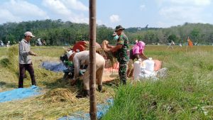 Babinsa Koramil 06/Bantu Rontokan Padi Usai Dipanen