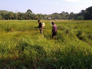Babinsa Koramil 06/Muara Bungo, Semprot Rumput di Lahan Sawah Sebelum Digarap