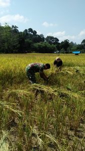 Babinsa Sertu Bakri, Bantu Panen Padi Warga