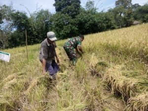 Sertu Sugeng Bantu Panen Padi Poktan Sungai Salo