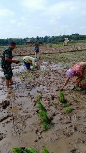 Sertu Zainal Ikhwan, Bantu Tanam Padi Sawah