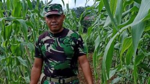 Babinsa Serka Sutiyono Dari Koramil 416-07/RB, Ajak Warga Bertanam Palawija