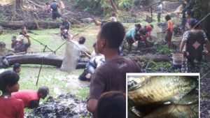 Tradisi Berkarang Ikan di Danau Larangan Tebo, Menjadi Fanorama Menarik