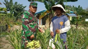 Babinsa Serda Salhutni, Bantu Poktan Bunga Trans Panen Jagung