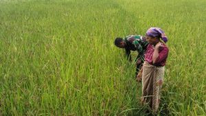 Dampingi Petani, Sertu Gusdianto Cek Tanaman Padi