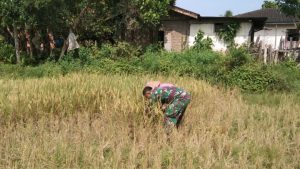 Hari Libur, Babinsa Koramil 03/Sungai Bengkal Dampingi Petani
