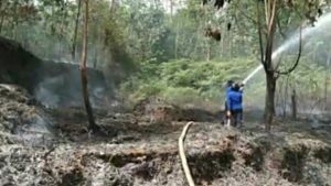 Kebun Karet Terbakar di Tebo, Damkar dan Warga Padamkan Kobaran Api