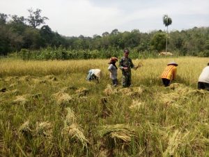 Babinsa Serda Alfikri, Bantu Panen Padi Poktan Tanjung Pulai
