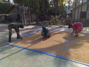Babinsa Koramil 01/Rantau Pandan Bantu Jemur Padi Petani