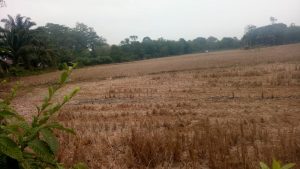 Musim Kamarau, Sumur dan Sawah di Tebo Banyak Yang Kering