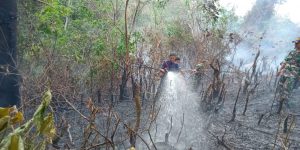 Kuat Dugaan, Kebakaran Lahan di Bungo Disengaja