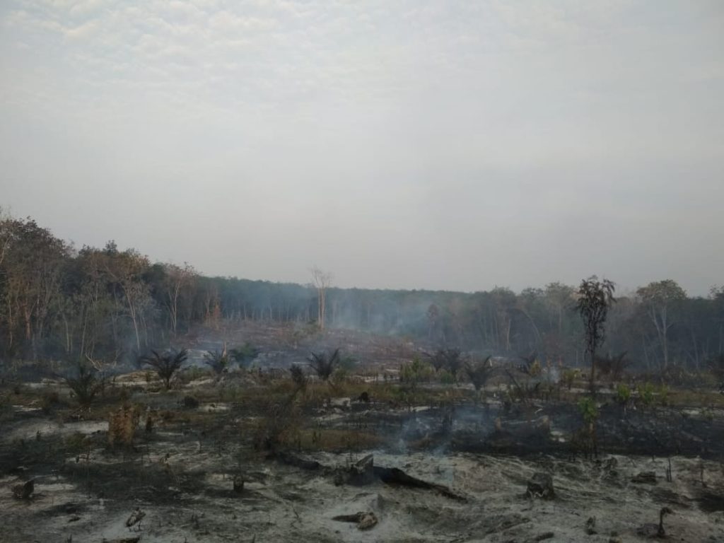 Kebun Sawit & Karet Milik Warga di Tebo, Ludes Terbakar