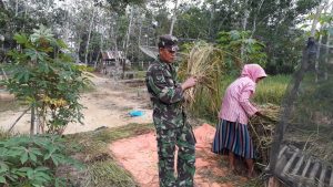 Usai Panen Serda Andi, Bantu Rontokan Padi Petani