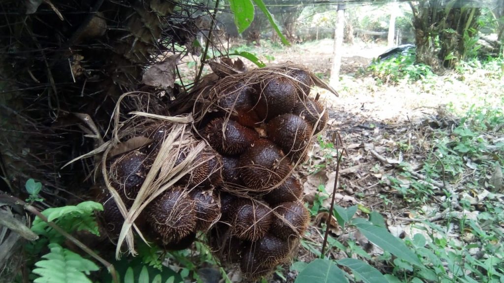 Budidaya Tanaman Salak Pondo, Usaha Yang Prosfek Menjanjikan