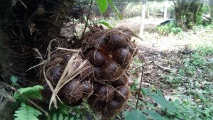 Budidaya Tanaman Salak Pondo, Usaha Yang Prosfek Menjanjikan
